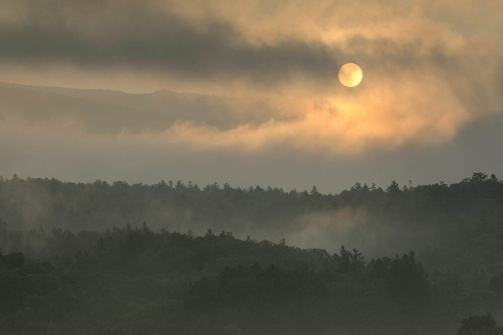 日の出と朝霧の森（北海道富良野市）