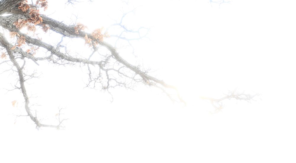 H&Yブラックミストフィルターで撮影したカシワの木