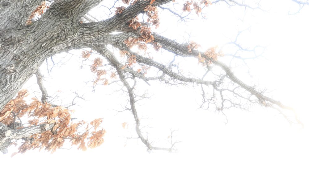 H&Y ドロップインブラックミストフィルターで撮影した柏の木