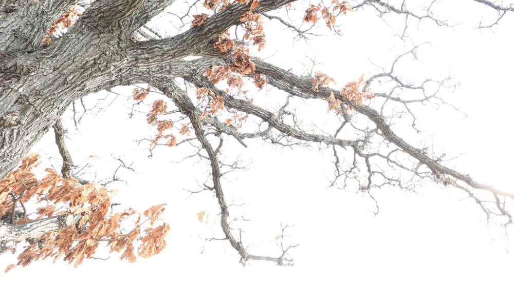 フィルターなしで撮影した柏の木