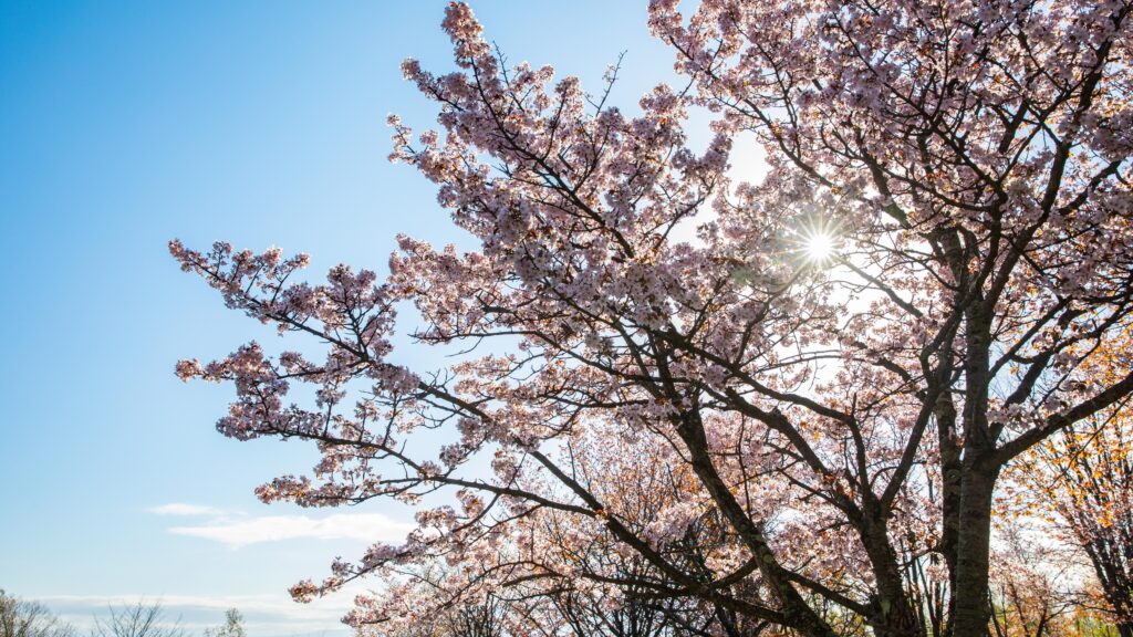 北海道美瑛町の桜の風景