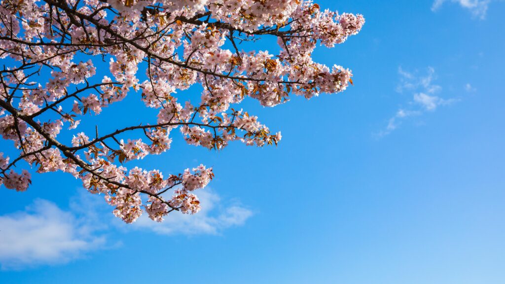 北海道美瑛町の桜と青空
