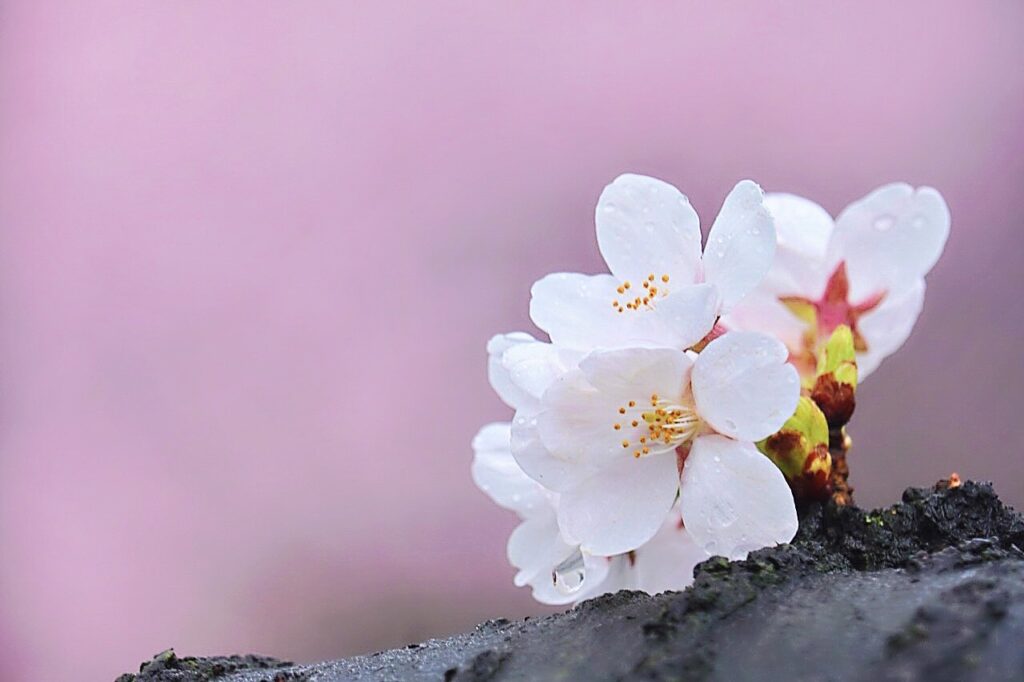 桜と背景ボケ