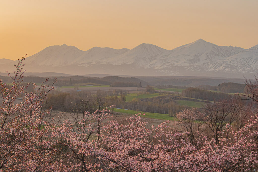 早朝の光と桜