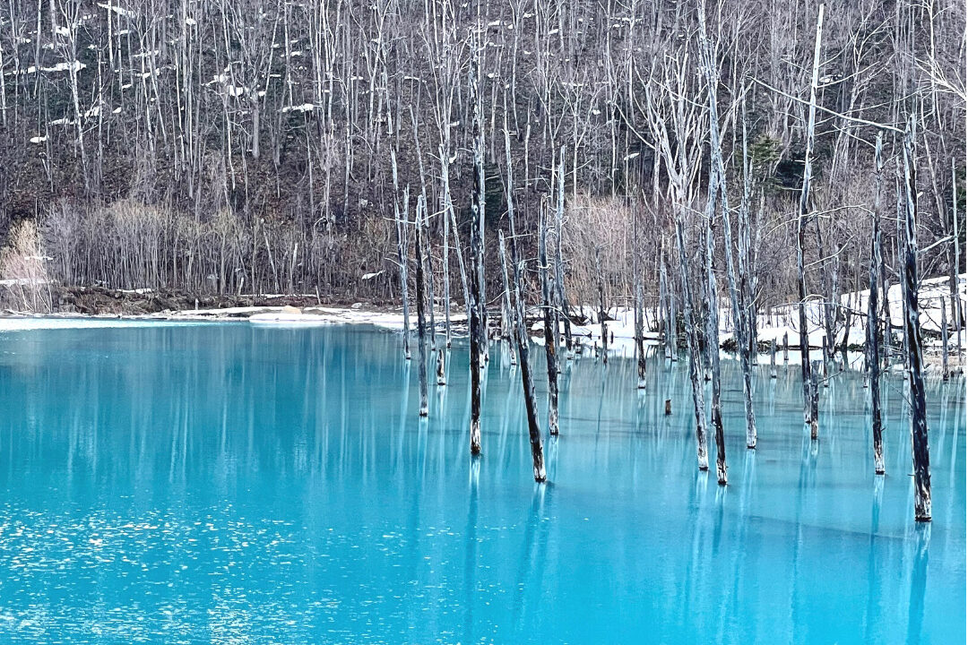 北海道美瑛町「青い池」