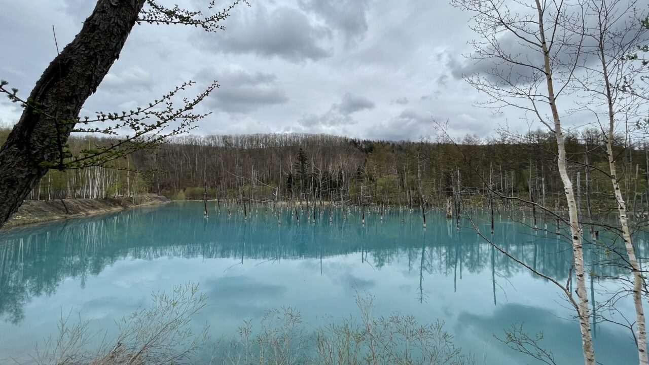 北海道美瑛町の青い池（2021年5月）