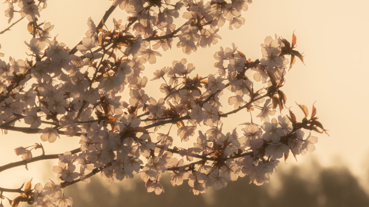 柔らかい光で撮影した桜