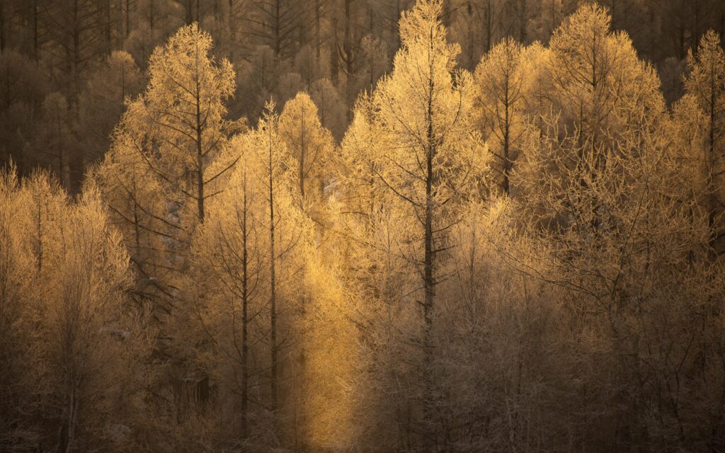 霧氷の木々とサンピラー