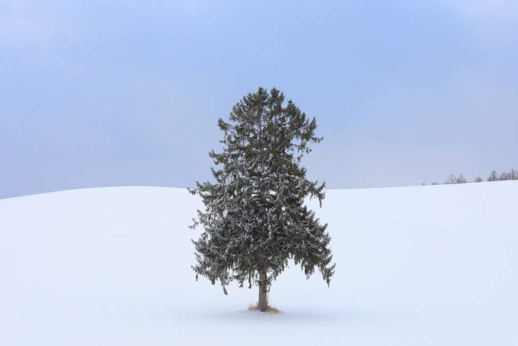 雪原に佇む一本木