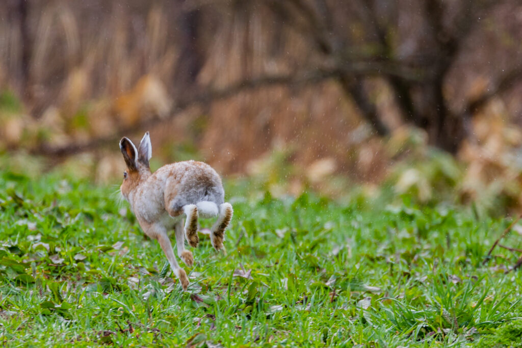 草原を走るエゾユキウサギ