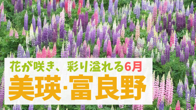 6月の北海道美瑛富良野 花が咲き 麦が育ち 霧や雲海が出る季節を観光しよう 美瑛フォト