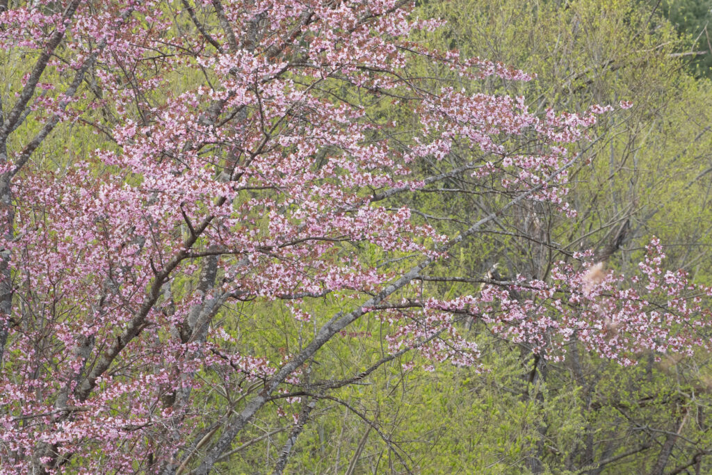 北海道富良野市の桜と新緑