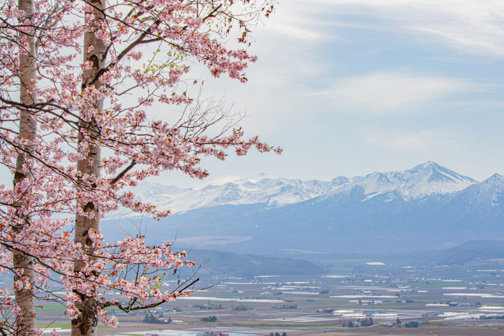 北海道中富良野町　桜と十勝岳連邦