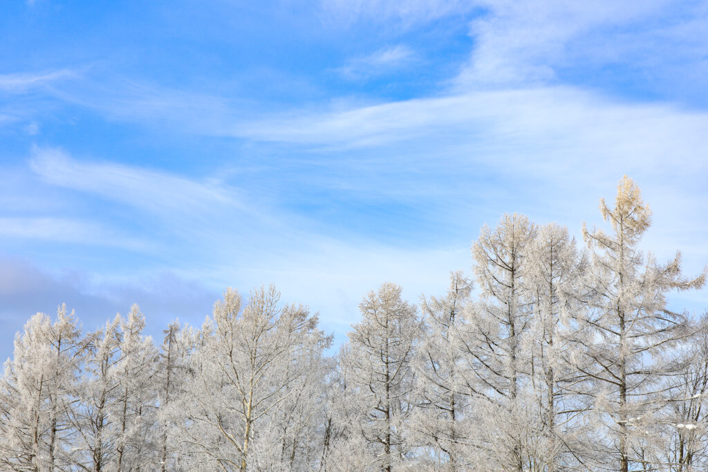1月の美瑛・霧氷のカラマツ林