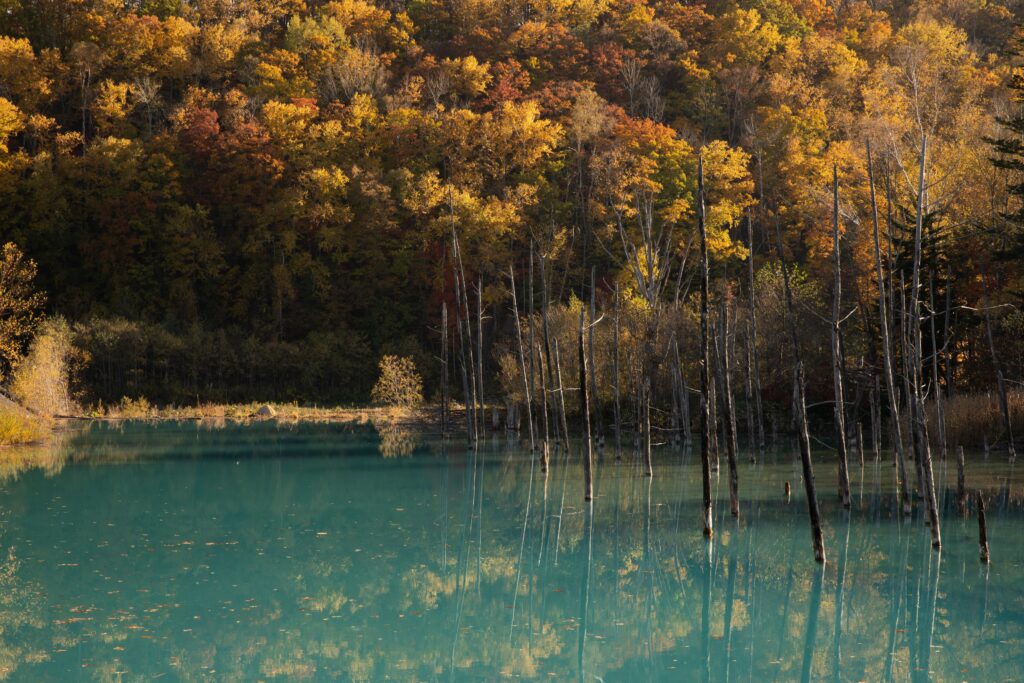 青い池の黄葉