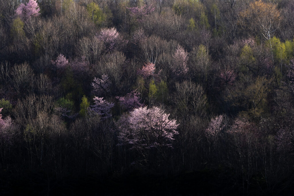 北海道美瑛町・桜
